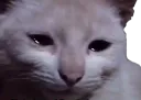 :Chat_en_larme: