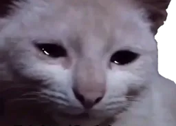 :Chat_en_larme: