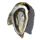 HuitreMentale