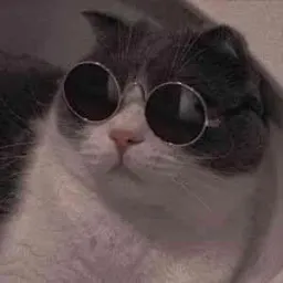 :chatlunettes: