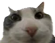 :pouet: