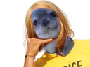 :phoquebrice: