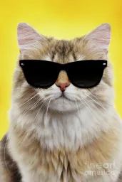 :chat_lunettes_soleil: