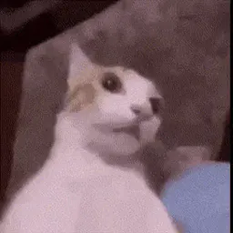 :Ahi_chat: