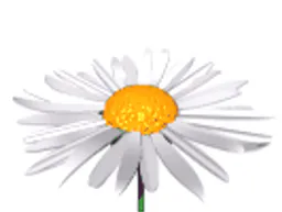 :pissenlit:
