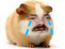 :Hamster_pleure: