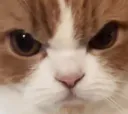 :chat_rageux3: