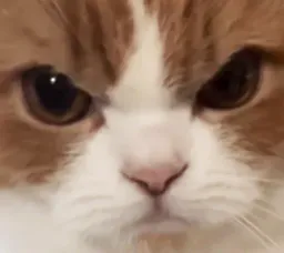 :chat_rageux3: