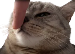 :Chatchut: