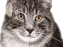 :regard: