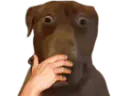 :Teddi-CHOQUE: