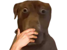 :Teddi-CHOQUE: