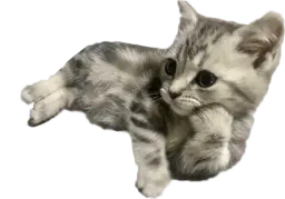 :chatpensif: