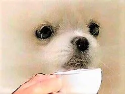 :Cafe_0_sugarent:
