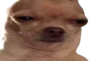 :chienwtf: