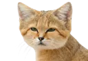 :Chat_suspect_desert: