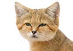 :Chat_suspect_desert: