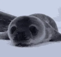 :Zoom_de_phoque: