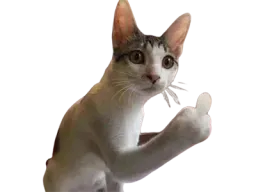 :Chatfuck:
