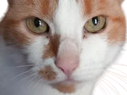 :Nestouille-: