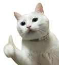 :Chat_pouce_: