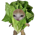 :chasalade: