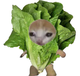 :chasalade: