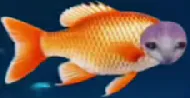 :chapoisson: