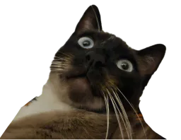 :chatQuiEstChoque: