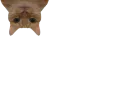 :minichat2: