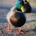 CanardCanard