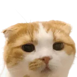 :ggomo: