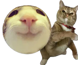 :chat_marrant_lancer: