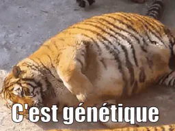 :magatigre: