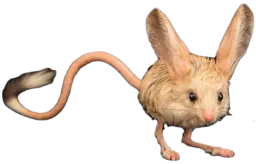 :Gerboise: