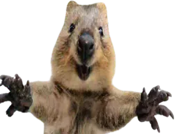 :quokka: