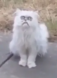 :fullstraycat: