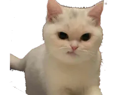 :Chat_deter: