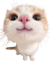 :chat_content3: