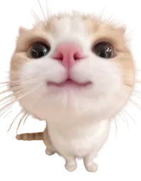 :chat_content3: