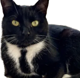 :Chat_nicolas: