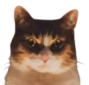 :Chat_terrifiant: