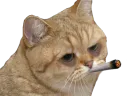 :matou_petard:
