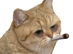 :matou_petard: