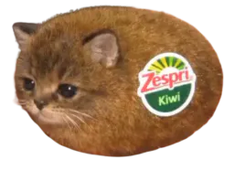 :chatkiwi: