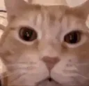 :Chat_mort_de_rire: