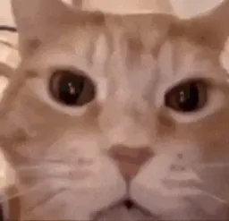 :Chat_mort_de_rire: