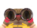 :chat_lunettes_timide: