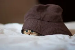 :Copain_chat_mignon_: