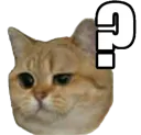 :chat_what: